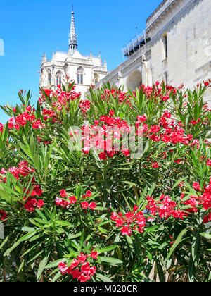 AMBOISE, Frankreich - 8. JULI 2010: blühende Rhododendron Bush und schloss Chateau d'Amboise in Amboise Stadt. Amboise ist im Département Indre-et-Loire dep Stockfoto