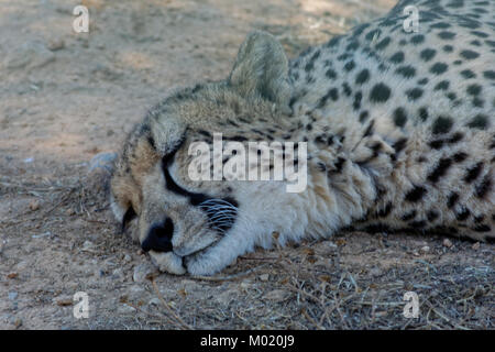 Cheetah schlafen unter einem Schatten Stockfoto