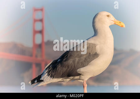 Porträt eines westlichen Möwe (Larus occidentalis), mit der Golden Gate Bridge im Hintergrund. Stockfoto