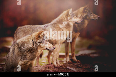 Pack von Wolf in den Wald beobachten, etwas in der Ferne auf den unscharfen Hintergrund Stockfoto