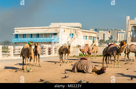 Kamelmarkt in Souq Waqif in Doha, Katar Stockfoto