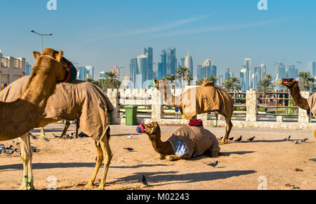 Kamelmarkt in Souq Waqif in Doha, Katar Stockfoto