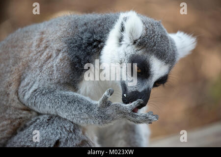 Ring-tailed Lemur (Lemur catta) lecken Palme der Hand Stockfoto
