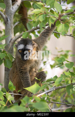 Rotstirniger Lemur (Eulemur rufifrons), der im Baum klettert Stockfoto