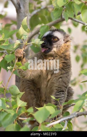 Rot-vorderes Lemur (Eulenmur rufifrons), das sich von Blättern im Baum ernährt Stockfoto