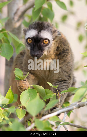 Rot-Fronter Lemur (Eulenmur rufifrons) pflügt Blätter im Baum Stockfoto