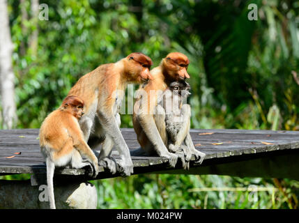 Zwei Frauen mit ihren Babys Nasenaffen (Nasalis larvatus), Proboscis Monkey Heiligtum, Labuk Bay, in der Nähe von Sandakan, Borneo, Sabah, Malaysia Stockfoto