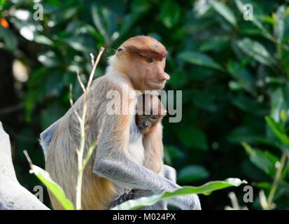 Mutter und Baby Proboscis Affen (Nasalis larvatus), Proboscis Monkey Heiligtum, Labuk Bay, in der Nähe von Sandakan, Borneo, Sabah, Malaysia Stockfoto