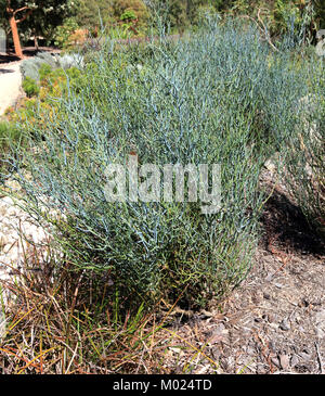 Acacia aphylla bekannt als Blattlosen rock Wattle, twisted Wüste wattle oder Live Wire Stockfoto