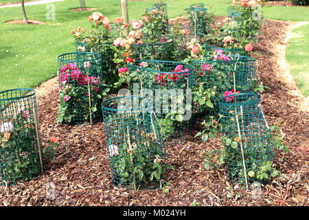 Schutz rose Pflanzen mittels harter Draht Käfig die Pflanzen von Kaninchen gegessen werden zu schützen Stockfoto
