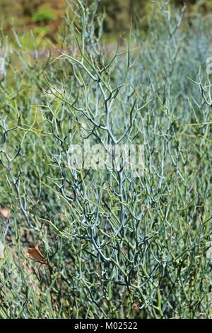 Acacia aphylla bekannt als Blattlosen rock Wattle, twisted Wüste wattle oder Live Wire Stockfoto