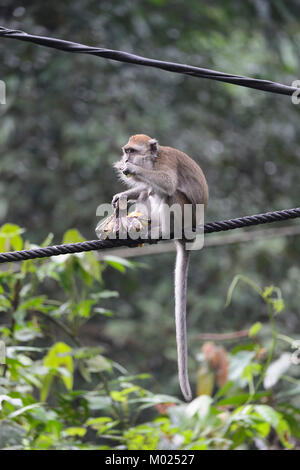 Lange Makaken (Macaca fascicularis), Sepilok Rehabilitation Centre, Borneo, Sabah, Malaysia tailed Stockfoto