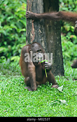 Junge Orang-Utan-Fütterung in der Baumschule, Sepilok Rehabilitation Centre, Borneo, Sabah, Malaysia Stockfoto