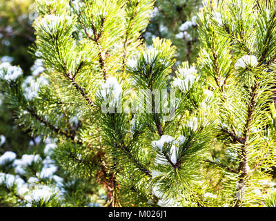 Schnee auf grüne Zweige von Pine Tree Nahaufnahme im sonnigen Tag Stockfoto