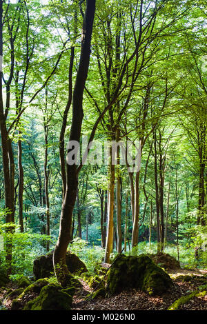 Reisen in Deutschland - grüne Wald vor Buchenlochhohle Höhle in Gerolsteiner Dolomiten Mountain im Natur- und Geopark Vulkaneifel in der Nähe von Gerolstein Stockfoto