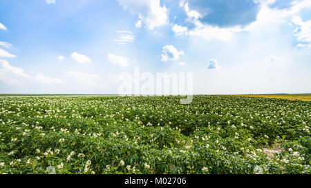 Landschaft - Blick auf den grünen Kartoffel Feld in der Nähe der Ortschaft L'Epine Marne im Sommer Tag in der Region Champagne in Frankreich Stockfoto