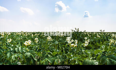 Landschaft - blühende Kartoffelpflanze auf dem Feld in der Nähe der Ortschaft L'Epine Marne im Sommer Tag in der Region Champagne in Frankreich Stockfoto