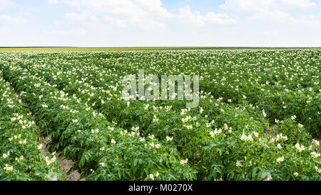 Landschaft - kartoffelpflanze auf Garten Betten auf dem Feld in der Nähe der Ortschaft L'Epine Marne im Sommer Tag in der Region Champagne in Frankreich Stockfoto