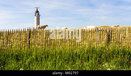 Reisen nach Frankreich - Schafe in der Nähe Leuchtturm am Cap Gris-Nez der Ärmelkanal in Corral, Cote d'Opale Bezirk in der Region Pas-de-Calais in Frankreich s Stockfoto