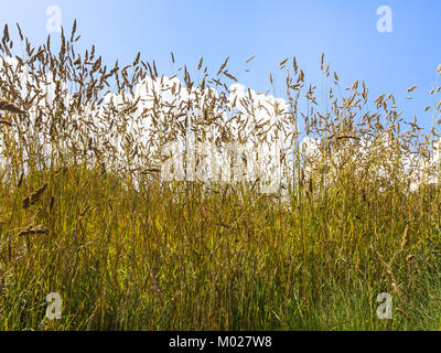 Reisen nach Frankreich - Ansicht von unten auf der grünen Wiese Gläser unter blauem Himmel in Ploumanac'h Website von Perros-Guirec Kommune auf rosa Granit Küste der Cotes-d'Ar Stockfoto