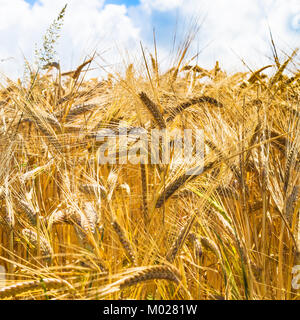 Landschaft - reif Roggen Ohren ganz nah am Feld in Cotes-d'Armor in der Bretagne, Frankreich im sonnigen Sommertag Stockfoto