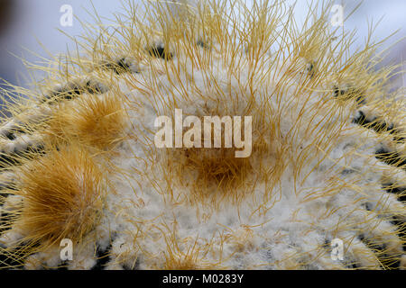 Die natürliche Flora Farbe Kaktus makro Portrait von oben auf einen isolierten Notocactus leninghausii mit detaillierten Textur von oben gesehen Stockfoto