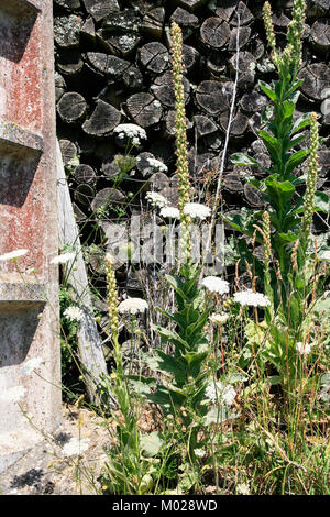 Landschaft - alte woodpile und Schafgarbe Blumen auf Hinterhof des verlassenen Landhaus im Val de Loire Region in Frankreich im Sommer sonnigen Tag Stockfoto