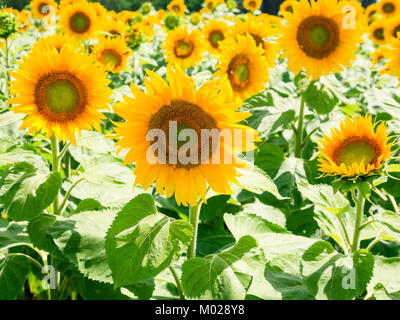 Landschaft - gelbe Sonnenblumen Blumen auf Feld in Val de Loire Region Frankreichs im sonnigen Sommertag Stockfoto