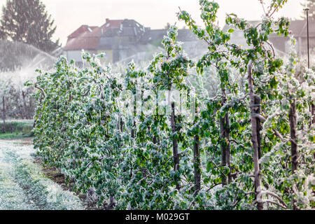 Schützende Schicht von Eis zu Apple und Obstbäumen von Frostschäden und der Bildung von Eiszapfen Stockfoto