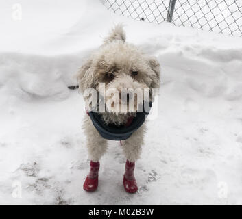 Porträt eines Hündchen im Schnee in Brooklyn, NY. Stockfoto