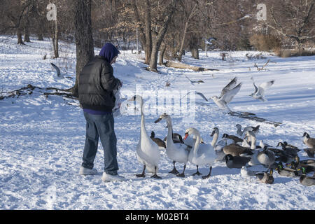 Man feeds Gänse und Schwäne im Winter in Prospect Park, wenn Nahrung ist hart, vorbei zu kommen. Brooklyn, New York. Stockfoto