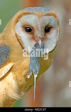 Barn Owl nach erfolgreicher Jagd, holding Maus im Schnabel, Nahaufnahme Stockfoto