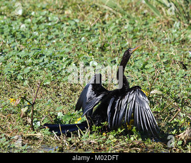 Männliche Anhinga Trocknung ist Flügel wird oft als ein Darter, Wasser in der Türkei, oder Snakebird Stockfoto