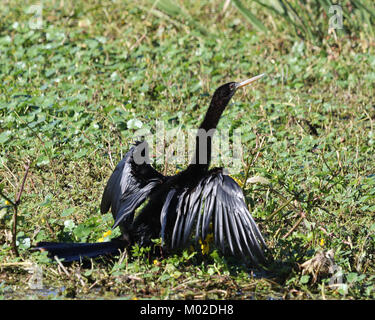 Die anhinga wird oft als snakebird aufgrund der Art und Weise, wie es in Flüssen schwimmen mit gerade, dass es lange Hals ausgesetzt. Stockfoto