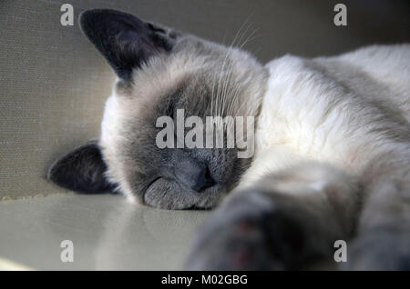 Eine Siam kitten snoozes in der Annahme Teil des Tierheims. Stockfoto