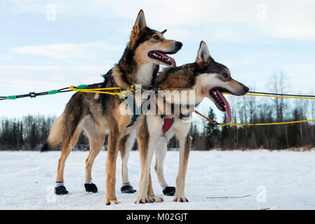 Ein Sled Dog Team bietet Fahrten zu Hillberg Skigebiet Besucher an Joint Base Elmendorf-Richardson, Alaska, 14.01.2018. Stockfoto