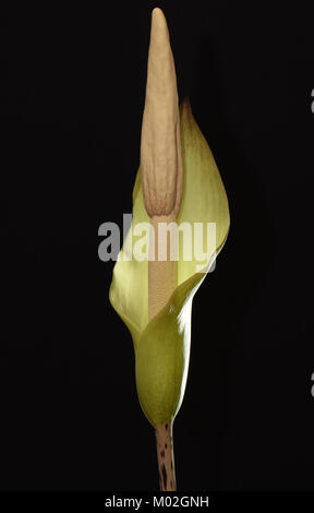 Amorphophallus hybrid. Amorphophallus Amorphophallus krausei excentricus x Stockfoto