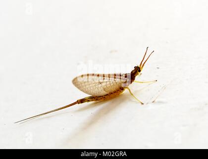 Eine kleine fliegende Insekten gesehen an einer Wand in Matale, Sri Lanka Stockfoto