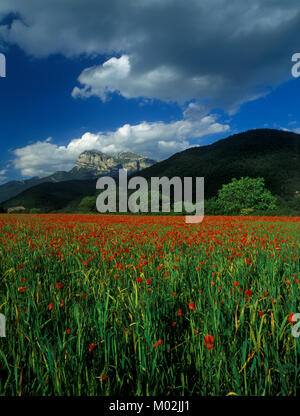 Bereich der Mohnblumen, Frühling, Peña Montañesa, Sobrarbe, Huesca, Aragón, Spanien, Europa Stockfoto