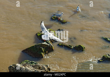 Möwen fliegen auf einer Fläche von Abwasser im Mittelmeer Stockfoto