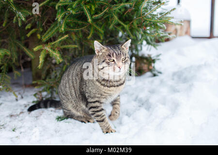 Tabby Katze im Schnee Ruhe unter einem immergrünen Baum. Eine Katze im Schnee. Stockfoto