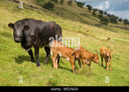 Kühe mit niedlichen braunen Kälbern in der englischen Landschaft an einem sonnigen Sommertag. Stockfoto