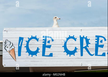 Eine Möwe über der Oberseite eines Eis Zeichen gegen den blauen Himmel an der Küste in Littlehampton, West Sussex. Stockfoto