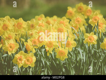 Hintergrundbild mit gelben Narzissen im Frühjahr Stockfoto