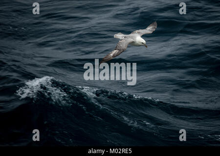 Eissturmvogel seabird flying low über Wellen im Atlantik Stockfoto