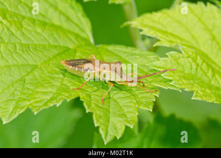 Gonocerus acuteangulatus, Bug (). Sussex, UK Stockfoto