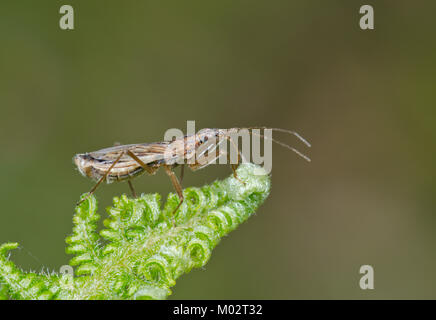 Gemeinsame Dirne Bug (Nabis rugosus) Weiblich, Nabidae in Sussex, UK Stockfoto