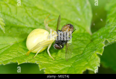 Weibliche Crab Spider (gelbe Form) mit Fliegen (Misumena vatia). Sussex, UK Stockfoto
