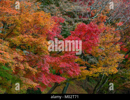 Ahorn im Herbst Wald in Arashiyama, Japan. Stockfoto