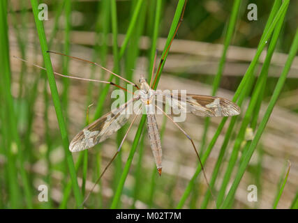 Riesige Cranefly (Tipula maxima). Tipulidae, Sussex, UK Stockfoto